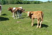 Stado bydła (15 sztuk) , bydło, stado, krowa, byk, krowy, byki, cielaki